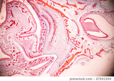 Tooth development from human under microscope view for education. 87691899