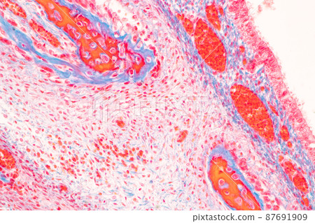Tooth development from human under microscope view for education. Tooth development from human under microscope view for education. 87691909