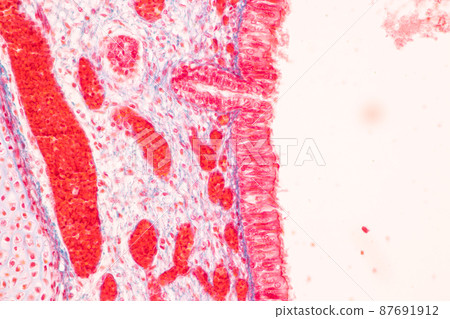 Tooth development from human under microscope view for education. Tooth development from human under microscope view for education. 87691912