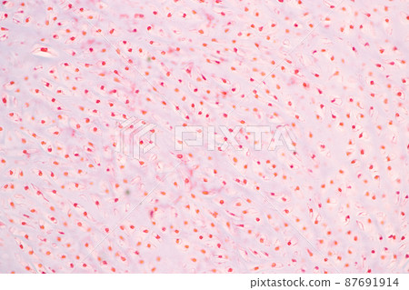 Tooth development from human under microscope view for education. Tooth development from human under microscope view for education. 87691914