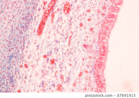 Tooth development from human under microscope view for education. Tooth development from human under microscope view for education. 87691915