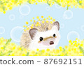 Hedgehog and mimosa spring flowers 87692151