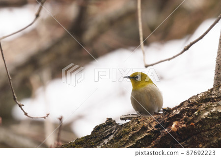 White-eye staying on a tree White-eye staying on a tree 87692223