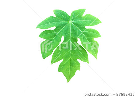isolated young, raw, and green papaya leaf with clipping paths. isolated young, raw, and green papaya leaf with clipping paths. 87692435