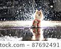 波美拉尼亞雨閃光 87692491