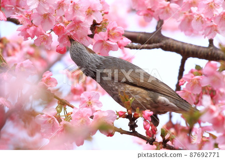 Bulbul sucking the nectar of Kawazu cherry blossoms 87692771