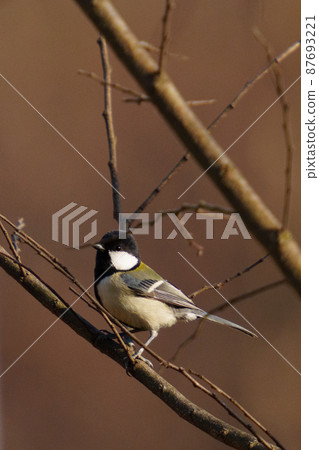 大山雀 大山雀 87693221