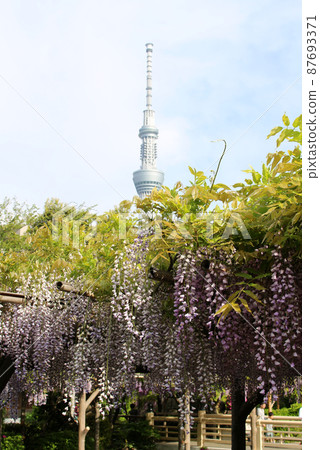 Wisteria trellis and sky tree Wisteria trellis and sky tree 87693371