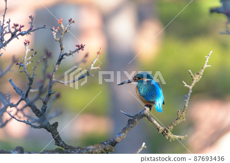 翠鳥和李子芽 87693436