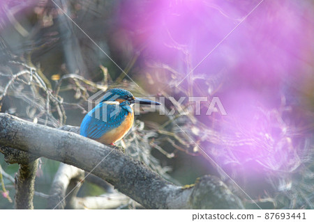 Kingfisher in the light Kingfisher in the light 87693441
