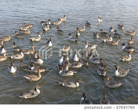 冬鳥候鳥鴨 冬鳥候鳥鴨 87693766