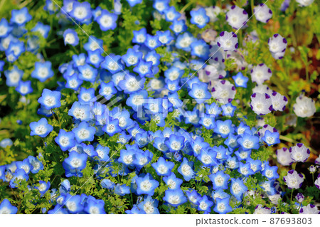 Ofuna Flower Nemophila Ofuna Flower Nemophila 87693803