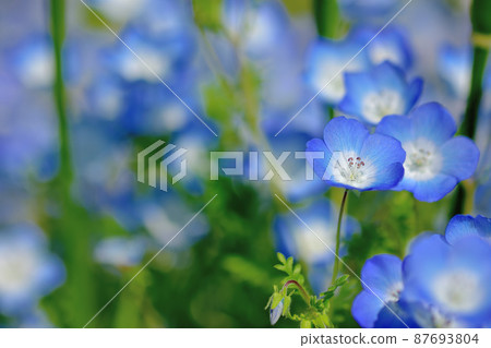 Ofuna Flower Nemophila Ofuna Flower Nemophila 87693804