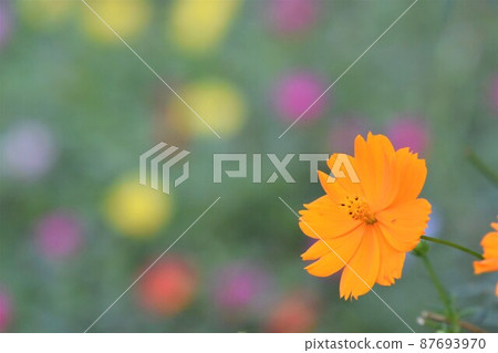 公園的花壇 公園的花壇 87693970