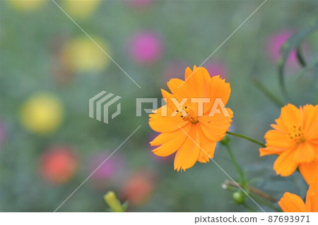 公園的花壇 公園的花壇 87693971