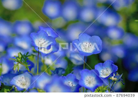 Ofuna Flower Center Nemophila 87694039