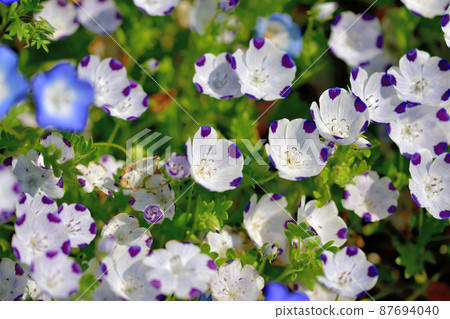 Ofuna Flower Center Nemophila 87694040