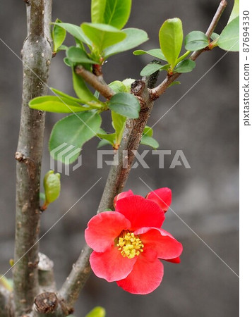 Bokeh with red flowers (close-up of a tree gourd branch) Bokeh with red flowers (close-up of a tree gourd branch) 87694330