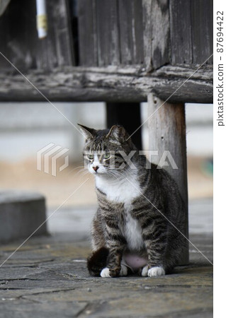 Outer cat 87694422