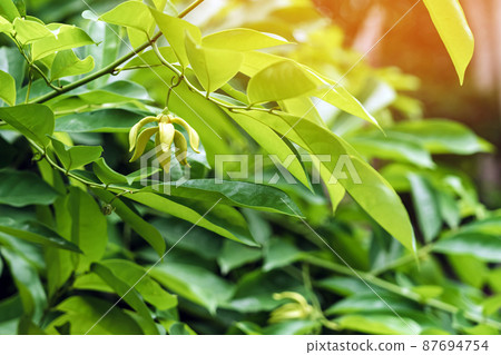 Climbing ylang ylang flower or climbing lang-lang and ilang-ilang is a shrub found in Thailand. Its flowers renowned for its exotic fragrance.The yellow colored flowers of this plant very fragrant. Climbing ylang ylang flower or climbing lang-lang and ilang-ilang is a shrub found in Thailand. Its flowers renowned for its exotic fragrance.The yellow colored flowers of this plant very fragrant. 87694754