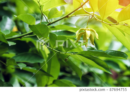 Climbing ylang ylang flower or climbing lang-lang and ilang-ilang is a shrub found in Thailand. Its flowers renowned for its exotic fragrance.The yellow colored flowers of this plant very fragrant. Climbing ylang ylang flower or climbing lang-lang and ilang-ilang is a shrub found in Thailand. Its flowers renowned for its exotic fragrance.The yellow colored flowers of this plant very fragrant. 87694755