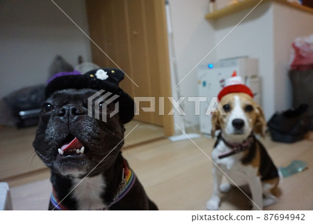 French bull in Halloween costume 87694942