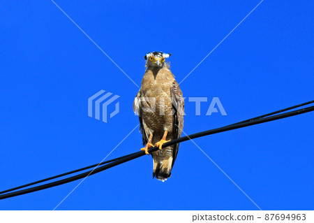 Okinawa Yaeyama Islands special natural monument Crested serpent eagle Okinawa Yaeyama Islands special natural monument Crested serpent eagle 87694963