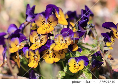 Viola 0001 Viola 0001 87695240