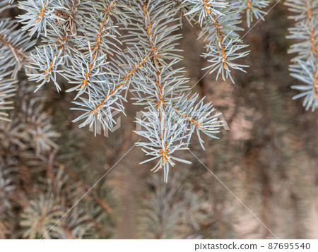 Fir branch with needles in the sunset light 87695540
