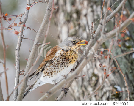 Fieldfare sitting on the bush and feeding on wild red apples in winter or early spring time. 87695541