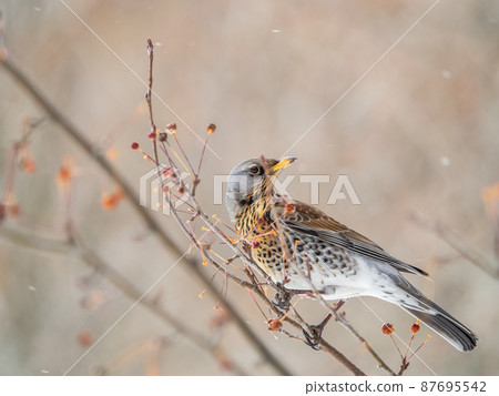Fieldfare sitting on the bush and feeding on wild red apples in winter or early spring time. 87695542