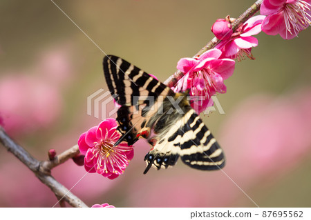 蝴蝶坐在紅梅花上吃花蜜 蝴蝶坐在紅梅花上吃花蜜 87695562