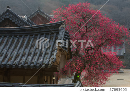 求禮華嚴寺的紅梅花(黑梅花) 求禮華嚴寺的紅梅花(黑梅花) 87695603