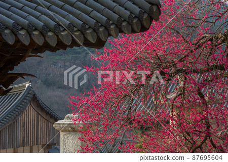 求禮華嚴寺的紅梅花(黑梅花) 求禮華嚴寺的紅梅花(黑梅花) 87695604