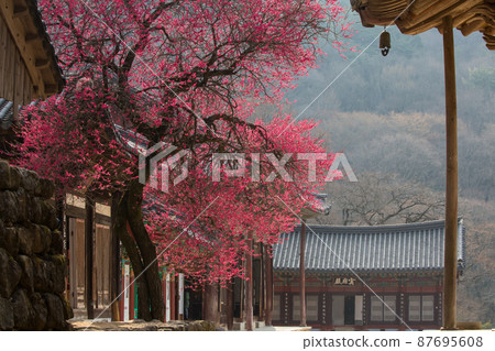求禮華嚴寺的紅梅花(黑梅花) 求禮華嚴寺的紅梅花(黑梅花) 87695608