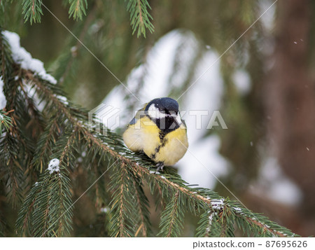 Cute bird Great tit, songbird sitting on the fir branch with snow in winter Cute bird Great tit, songbird sitting on the fir branch with snow in winter 87695626