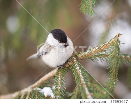 Cute bird the willow tit, song bird sitting on the fir branch with snow in winter Cute bird the willow tit, song bird sitting on the fir branch with snow in winter 87695627