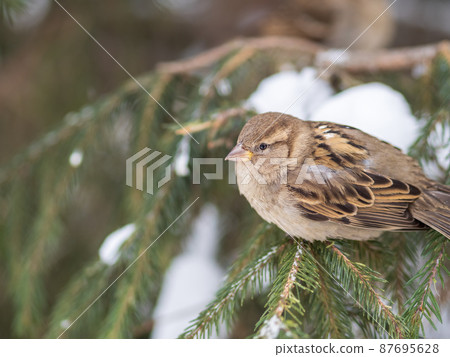 Sparrow sits on a fir branch with snow in winter Sparrow sits on a fir branch with snow in winter 87695628