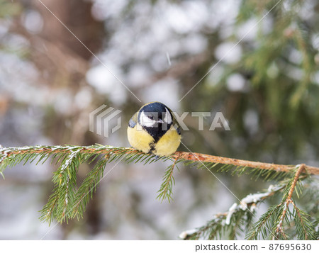Cute bird Great tit, songbird sitting on the fir branch with snow in winter 87695630