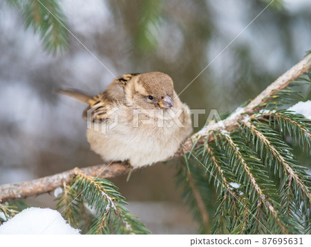 Sparrow sits on a fir branch with snow in winter Sparrow sits on a fir branch with snow in winter 87695631