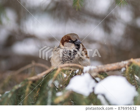 Sparrow sits on a fir branch with snow in winter Sparrow sits on a fir branch with snow in winter 87695632