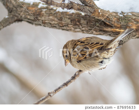 Sparrow sits on a branch without leaves. Sparrow sits on a branch without leaves. 87695633