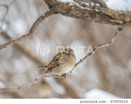 Sparrow sits on a branch without leaves. Sparrow sits on a branch without leaves. 87695634