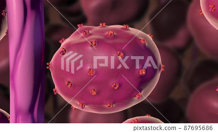 Adrenocorticotropic hormone (ACTH), a polypeptide produced in the anterior lobe 87695686