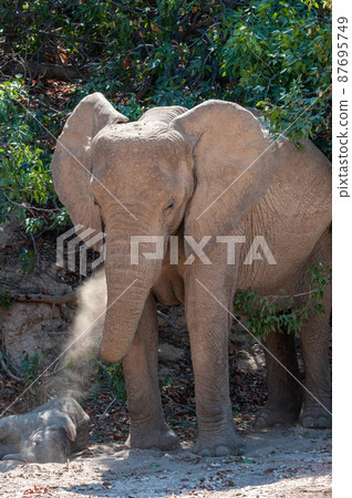 Closeup of a Desert Elephant in Namibia 87695749