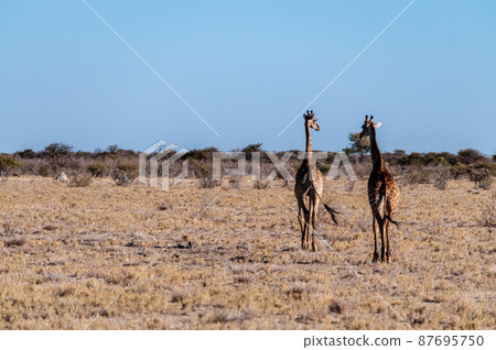 Two Male Giraffes walking next to each other 87695750