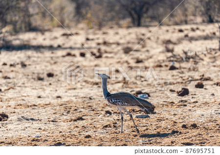 A Kori Bustard, standing on the edge of a waterhole 87695751