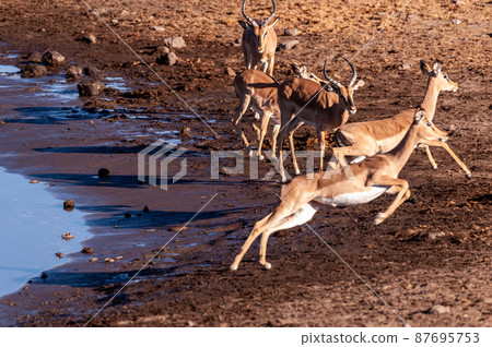 Restless Impalas near a waterhole 87695753