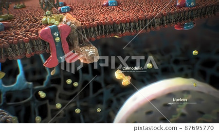 The assembly and functioning of proteins in a cell The assembly and functioning of proteins in a cell 87695770