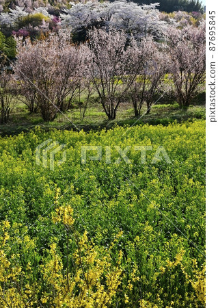 福島市里山鮮花盛開的花見山公園 87695845